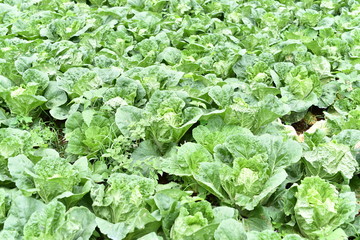 Naklejka premium Cabbage field 