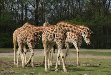 Naklejka na ściany i meble The Rothschild's giraffe (Giraffa camelopardalis rothschildi)
