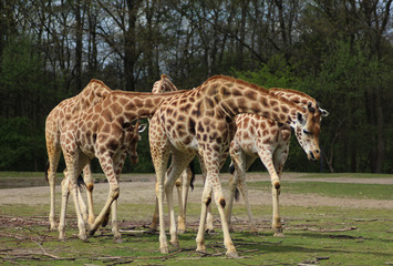 The Rothschild's giraffe (Giraffa camelopardalis rothschildi)