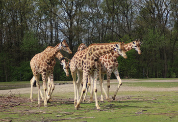 The Rothschild's giraffe (Giraffa camelopardalis rothschildi)