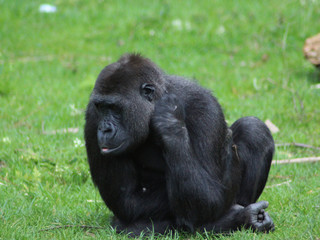 The western gorilla (Gorilla gorilla)