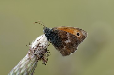 Kleines Wiesenvögelchen (Coenonympha pamphilus)