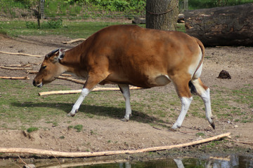 Naklejka na ściany i meble The banteng (Bos javanicus) with calf