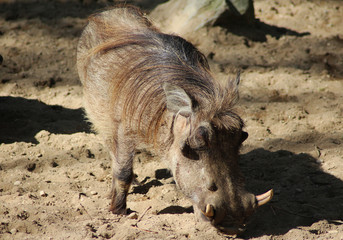 The common warthog (Phacochoerus africanus)