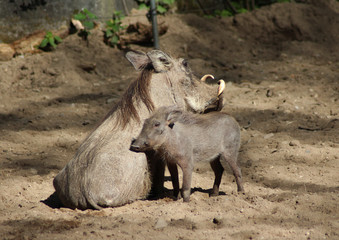 Naklejka na ściany i meble The common warthog (Phacochoerus africanus)