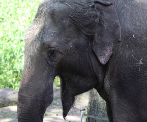 Asian  elephant (Elephas maximus)