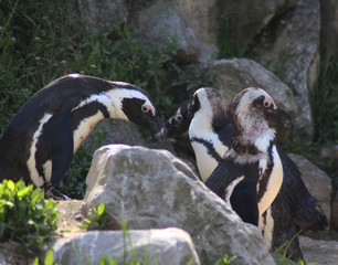 Group Humboldt penguin (Spheniscus humboldti)	