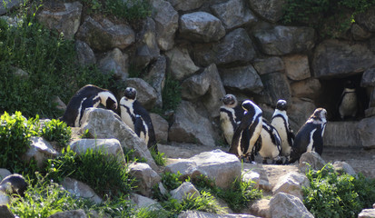 Group Humboldt penguin (Spheniscus humboldti)	