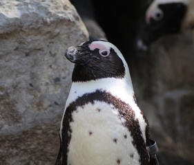 Group Humboldt penguin (Spheniscus humboldti)	