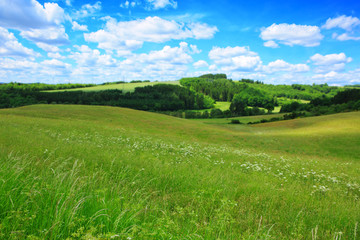 Field with green grass and blue sky .