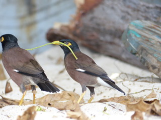 oiseau