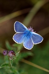 Hauhechel-Bläuling Männchen (Polyommatus icarus) 