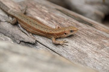 Tiny lizard on a wooden log