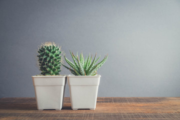 succulents or cactus in pots with filter effect retro vintage style