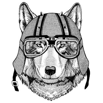 Wolf Dog wearing biker helmet Animal with motorcycle leather helmet Vintage helmet for bikers Aviator helmet