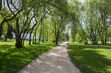 Fototapeta na wymiar Public park in summer time, greenery, path throw and bench, sunny, blue sky