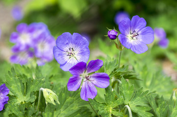 Cranesbills group of flowers, Geranium Rozanne in bloom