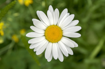 Fototapeta premium Leucanthemum vulgare meadows wild single flower with white petals and yellow center in bloom