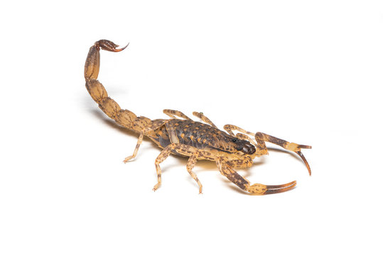 A tiny brown scorpion isolated on white background