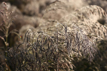 Cereal grasses in dew./Runaways of a cereal grass are covered by small drops of dew. Under weight...