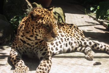 ヒョウ