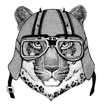 Wild cat Leopard Cat-o'-mountain Panther wearing biker helmet Animal with motorcycle leather helmet Vintage helmet for bikers Aviator helmet