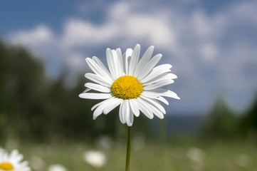 Obraz premium Leucanthemum vulgare meadows wild single flower with white petals and yellow center in bloom
