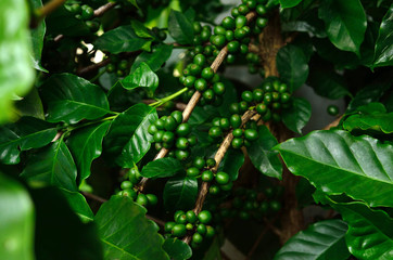 Green coffee beans on tree