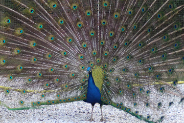 Fototapeta premium Blue peacock 