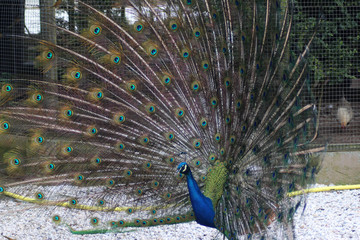 Blue peacock	