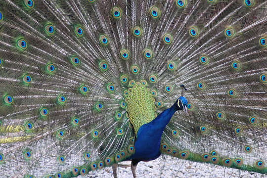 Blue peacock	