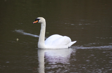 The mute swan (Cygnus olor)