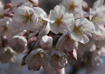 Fototapeta na wymiar Japanese cherry (Prunus serrulata)
