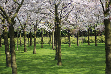 Japanese cherry (Prunus serrulata) blossom park
