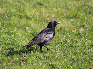The carrion crow (Corvus corone)
