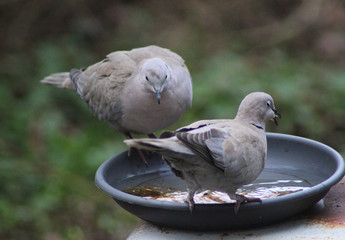 Fototapeta premium Eurasian Collared Dove (Streptopelia decaocto)