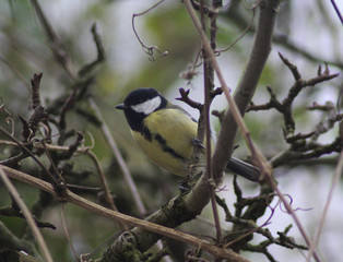 The great tit (Parus major)
