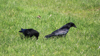 The carrion crow (Corvus corone)