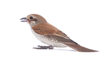 Rufous-tailed shrike