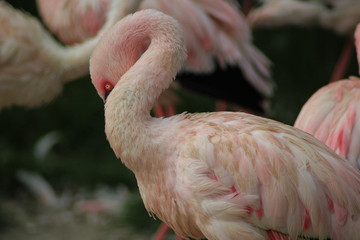 The lesser flamingo (Phoeniconaias minor) 