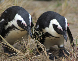 Naklejka premium The African penguin (Spheniscus demersus)