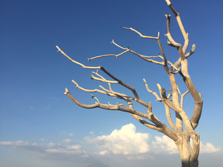 Dried tree on sky background
