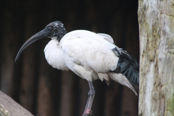 African sacred ibis