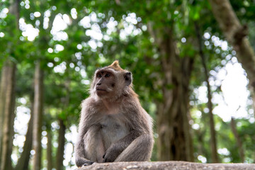 Portrait of Grey Macaque Seating Against Forest Trees