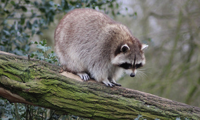 raccoon (Procyon lotor)