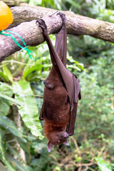Close Up View of Flying Fox Eating Fruit While Hanging On Branch