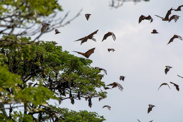 Low Angle View of Large Group of Flying Foxes in the Wild
