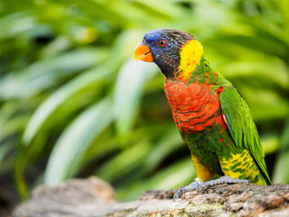 The Lorikeet Look