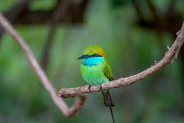 Close Up View of Green Bee Eater on Branch