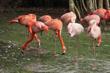 Greater flamingo (Phoenicopterus roseus)